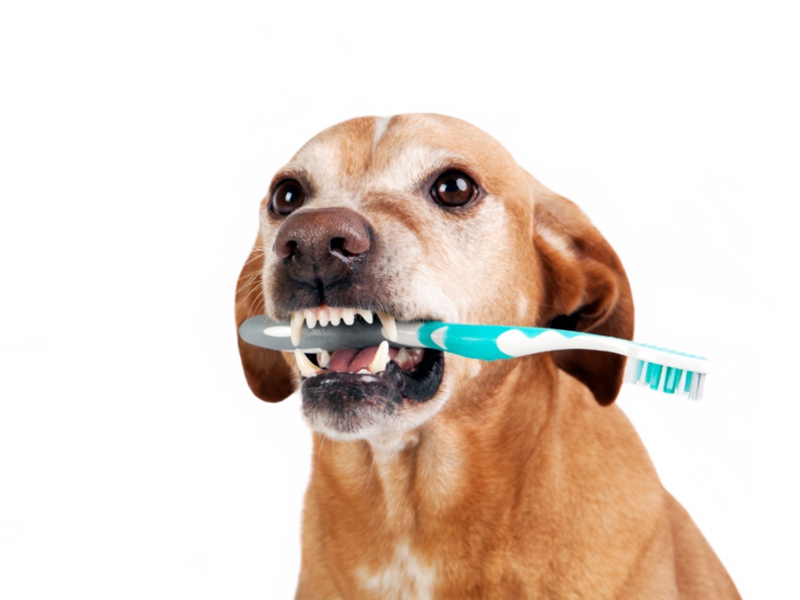 愛犬の虫歯を予防するにはどうしたらいい？