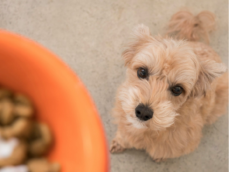 腎臓病（腎不全）の犬におすすめの食事療法のポイントを紹介！