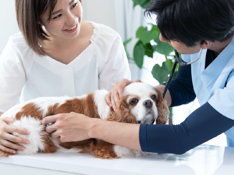 愛犬の腎臓病（腎不全）治療にはどんな方法がある？