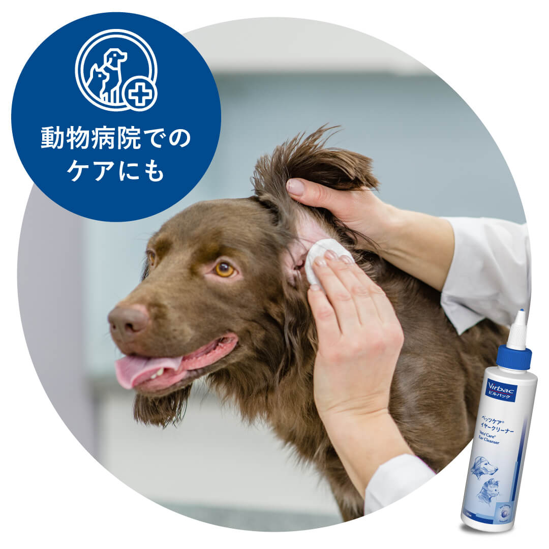 ベッツケアイヤークリーナーは、日本の多くの動物病院で獣医師に使用されている犬猫用の耳洗浄液です。