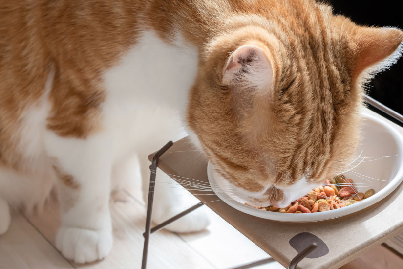 ご飯を食べる猫