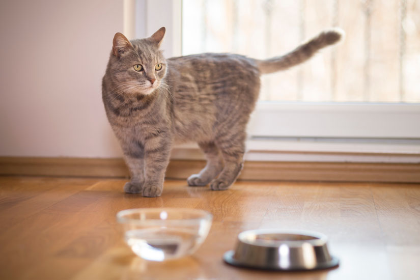 ご飯を食べない猫