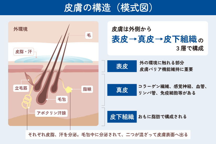 犬猫の皮膚の様式図