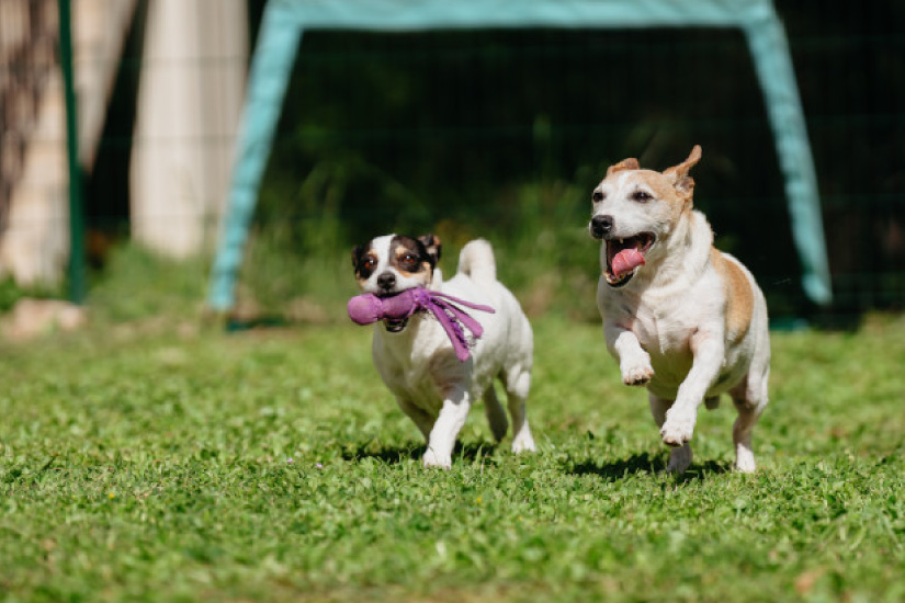 元気に遊ぶ2匹の犬