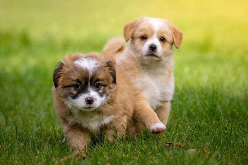 2匹の子犬が草原を走っているイメージ画像