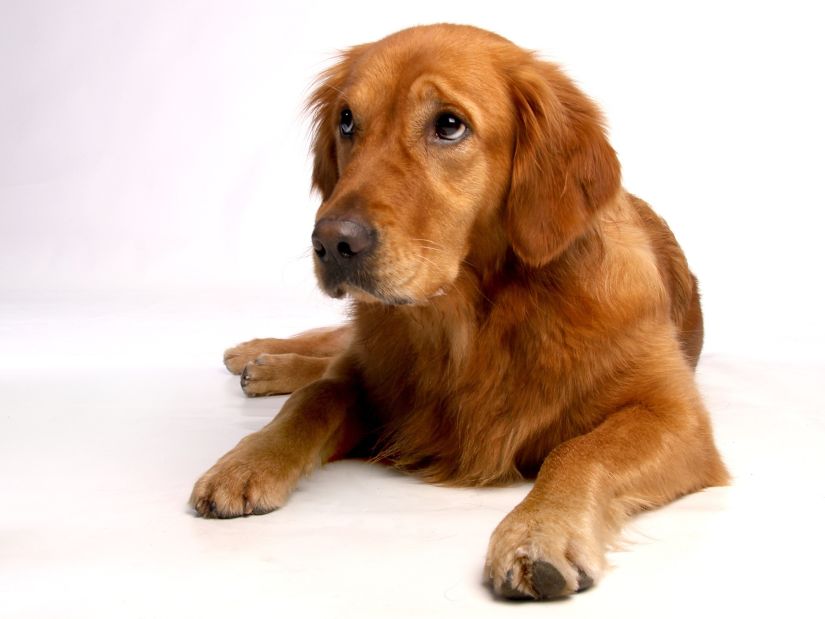 犬のイメージ画像
