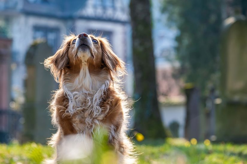 犬のイメージ画像