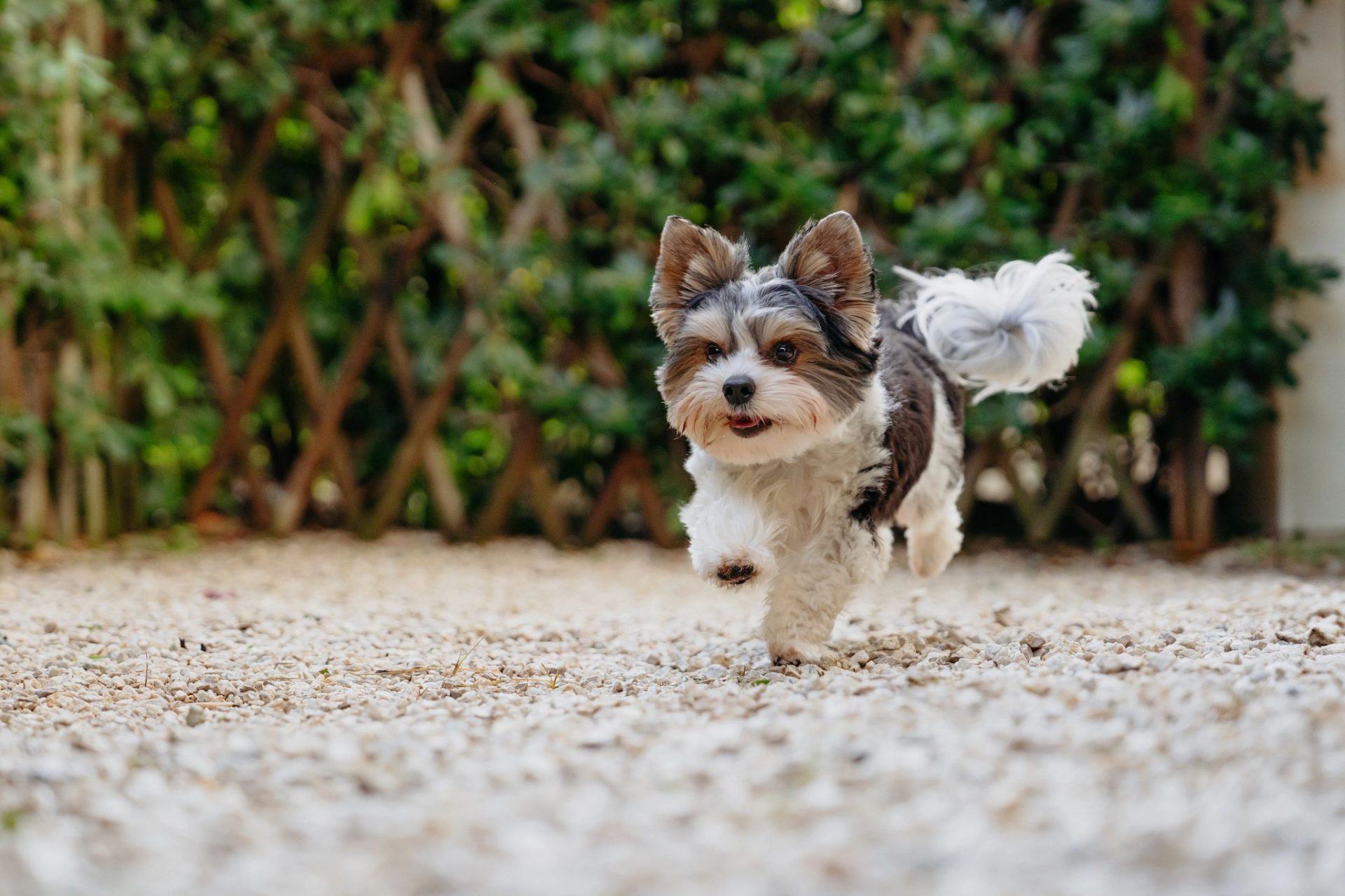 元気に走り回る子犬のイメージ画像