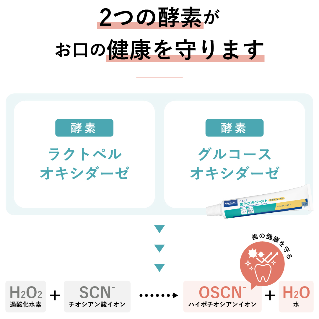 ビルバックの歯みがきペーストは、ダブルの酵素でお口の健康を守ります。